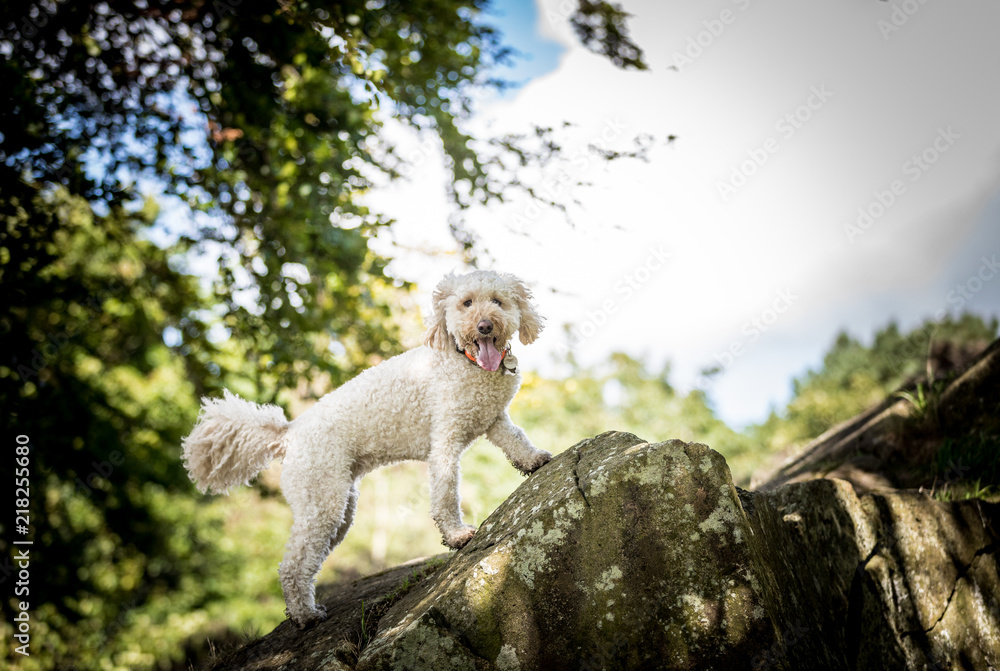 Dog on the rocks