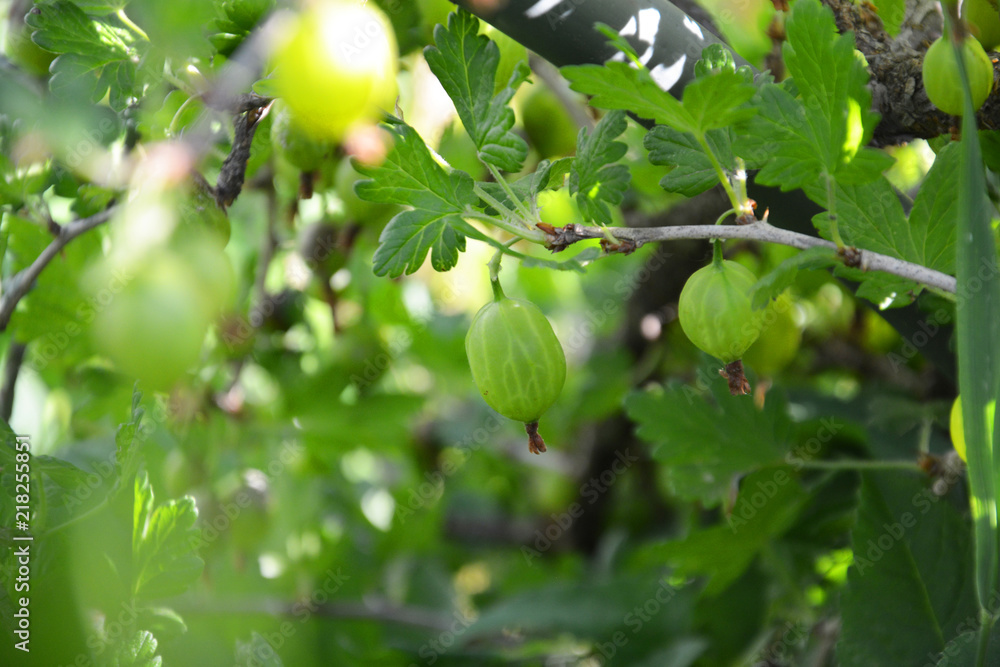 Fototapeta premium gooseberry, gooseberry bush, green, fruit, tree, food, branch, nature, gooseberry, apple, leaf, garden, plant, summer, agriculture, leaves, ripe, healthy, fresh, organic, berry, orchard, bush, crop