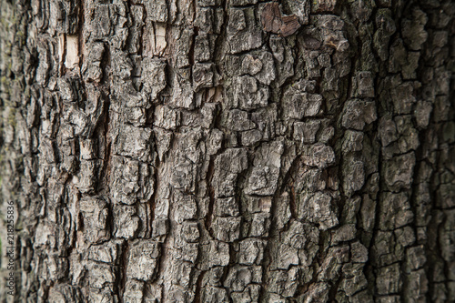 Pear tree bark texture