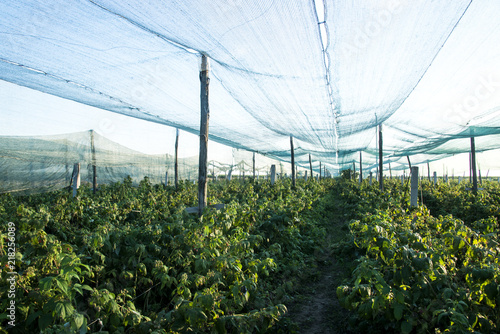 Setting sunbathing and anti-ice net over an orchard