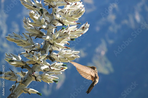 Big Hummingbird Approching Puya Weberbaueri Flower at Colca Canyon in Arequipa Region, Peru, South America  photo