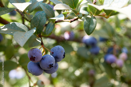 Blueberry in garden
