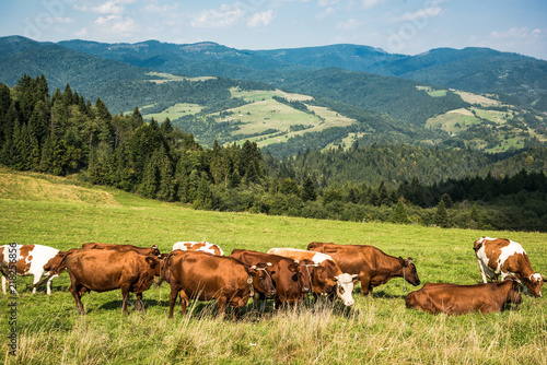 Cows pasture on grass in Polish Pieniny mountains