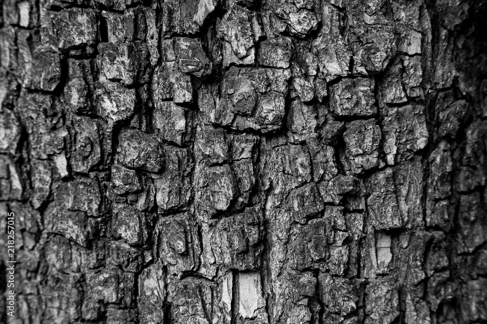 Black and white pear tree bark texture Black and white pear tree bark texture