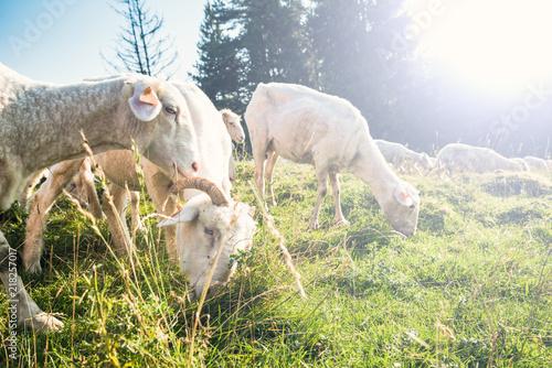 Fototapeta Naklejka Na Ścianę i Meble -  Sheep pasture in high mountains range at summer time