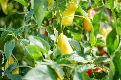 fresh organic paprika photo