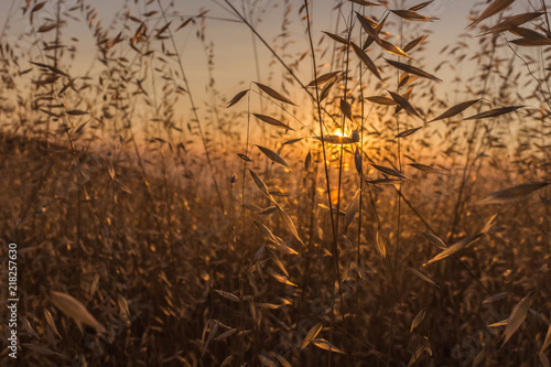 Beautiful sunset with grassland