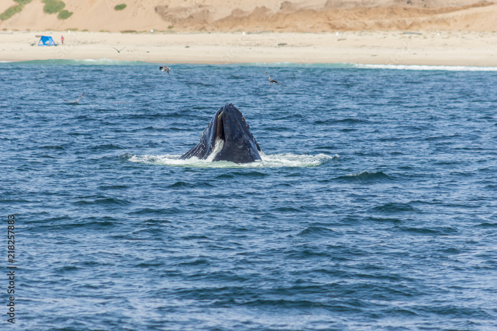 Fototapeta premium Whale at Monterey Bay