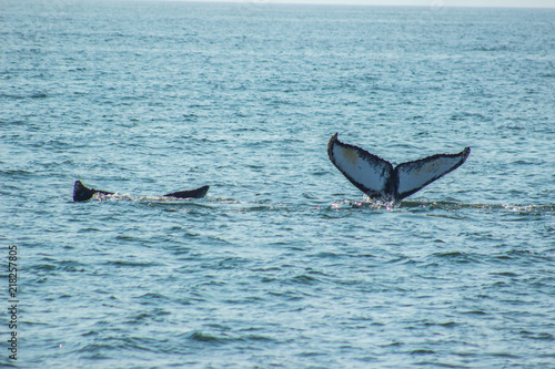 Whale pair diving