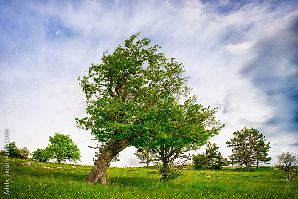 Tree Tree