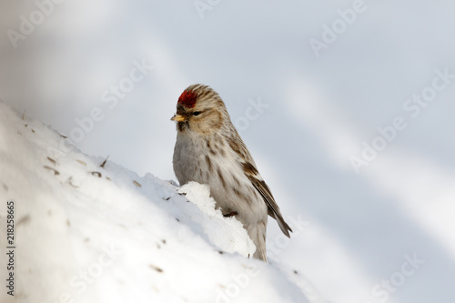 Arctic Redpoll (Acanthis hornemanni) photo