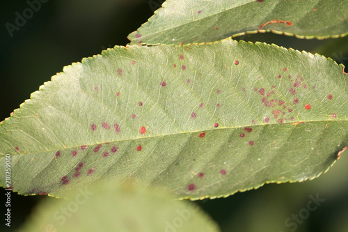 Cherry leaf spot is caused by ascomycete fungus Blumeriella jaapii (formerly known as Coccomyces hiemalis). Fungal disease of cherry photo