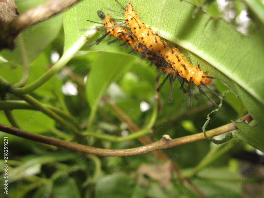 Fototapeta premium Pair of orange oleander caterpillars