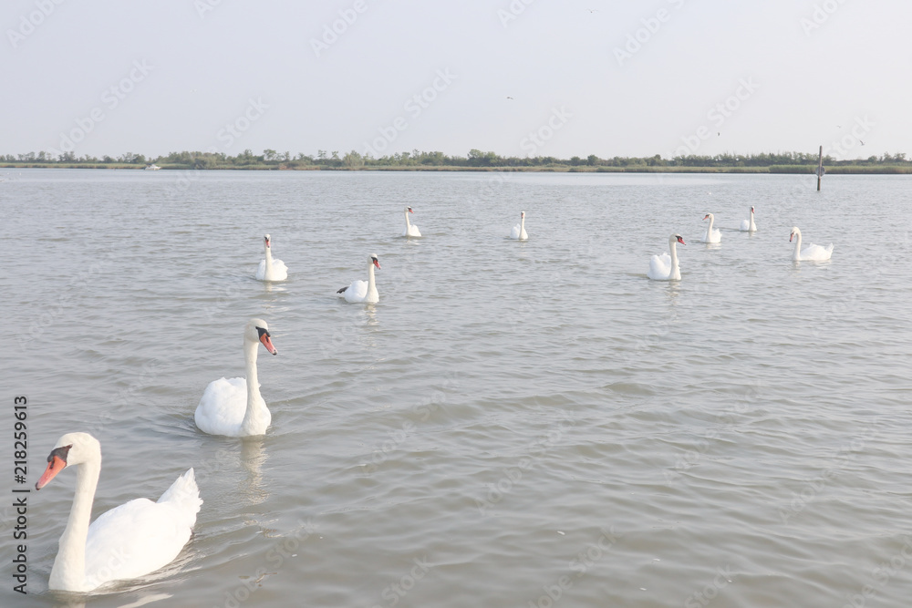 Swan, bird, water, lake, nature, river, wildlife, swans, sea, birds
