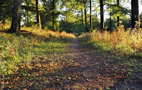 Waldweg