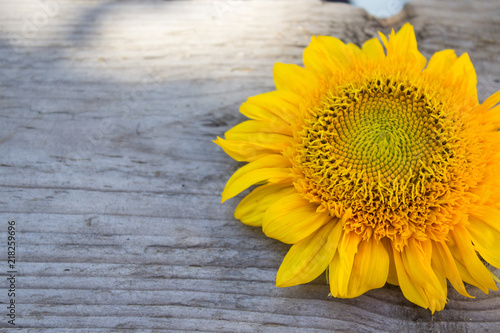 Fototapeta Naklejka Na Ścianę i Meble -  A flower of a sunflower on a wooden board. Autumn background. Copy space.