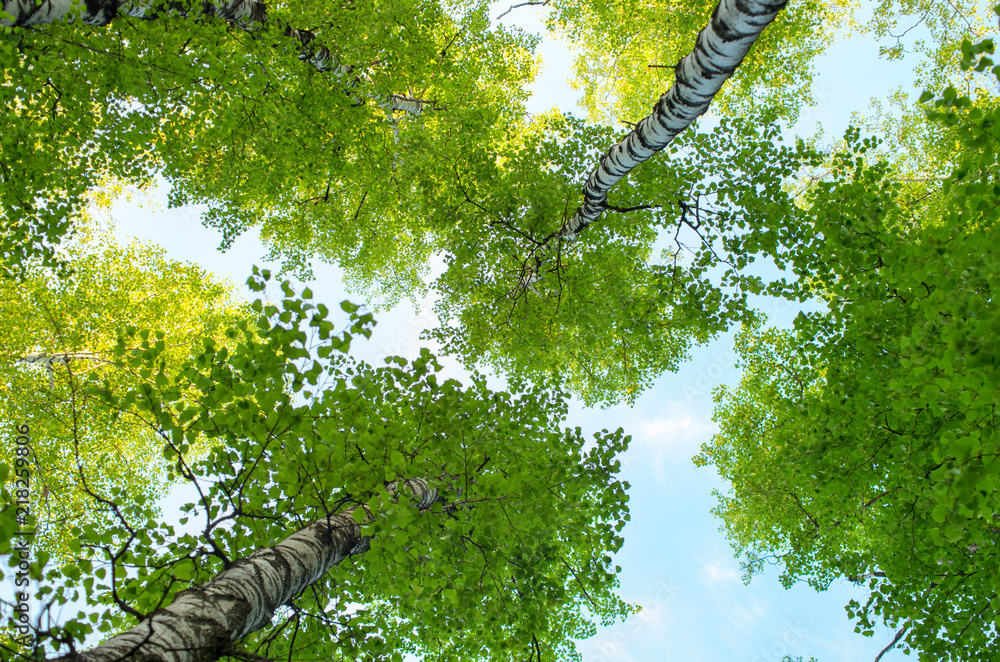 Naklejka premium pnie drzew brzóz w lecie, widok z dołu