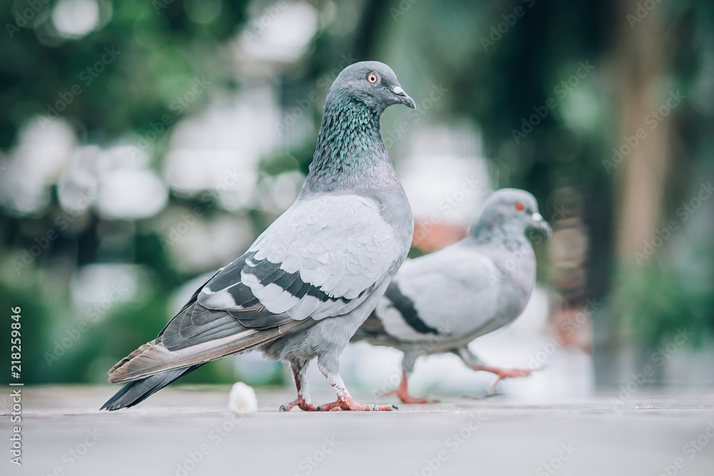 Pigeon eating bread on the street. Beautiful dove Pigeon eating bread on the street. Beautiful dove