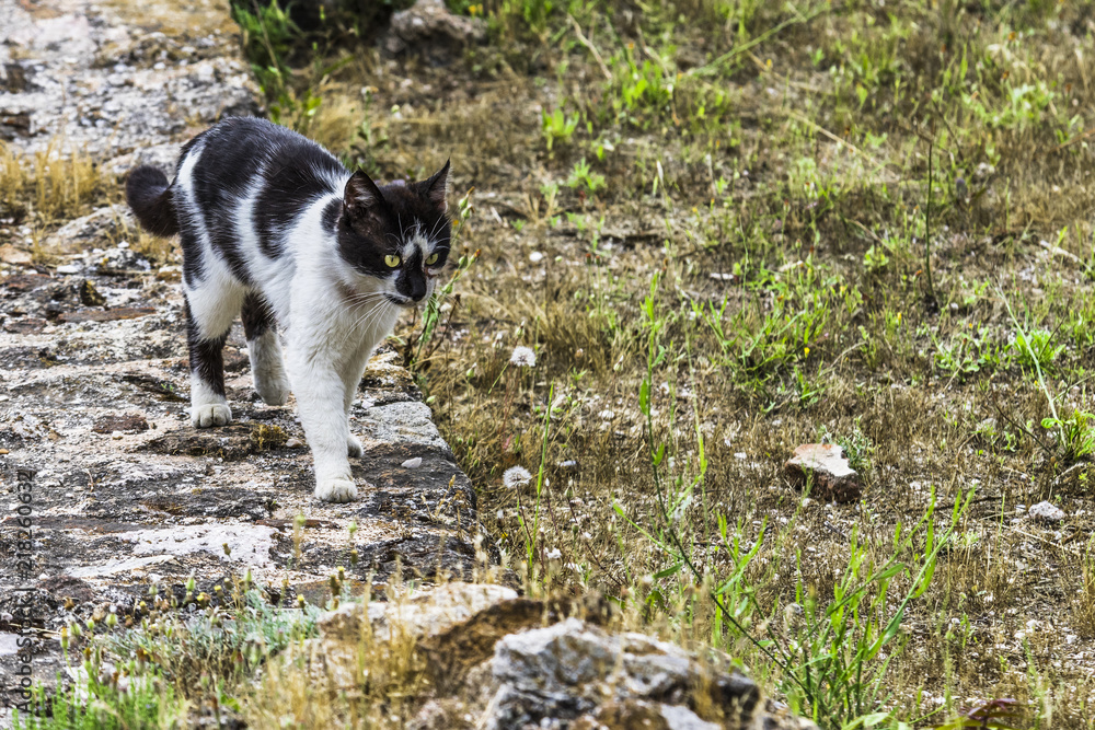 Cat walks on the stones of the ancient Acropolis