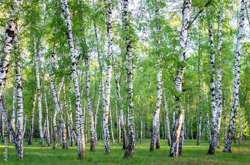 Fototapeta Naklejka Na Ścianę i Meble -  birch grove in the forest, green foliage in summer