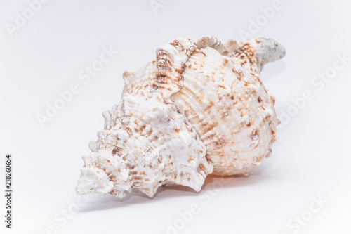 Big tropical sea shell warm ocean white symmetric