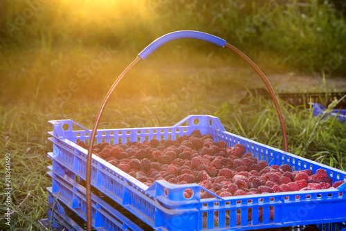 Freshly picked raspberries in crates and glasses on multi-colored backgrounds