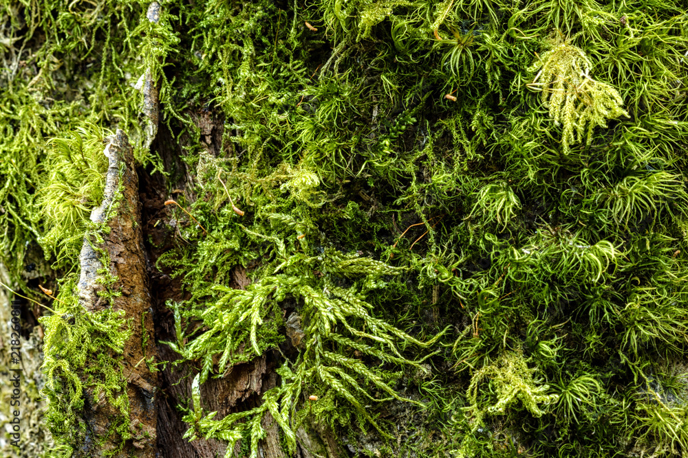 moss grown on an old tree in the forest moss grown on an old tree in the forest