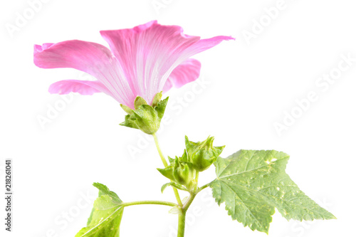 Pink flower of Lavatera trimestris or annual mallow isolated on white background