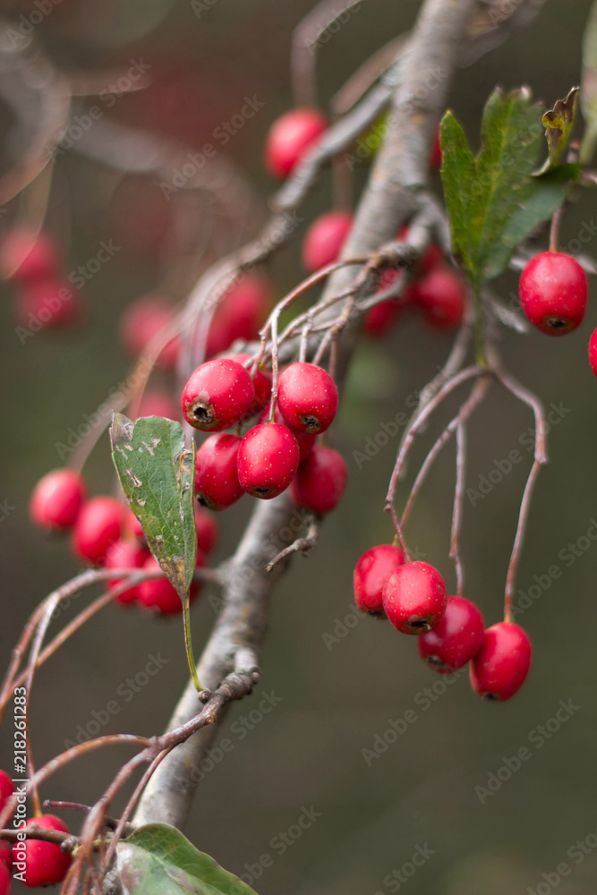 Ripe berries of hawthorn hang on branches Ripe berries of hawthorn hang on branches