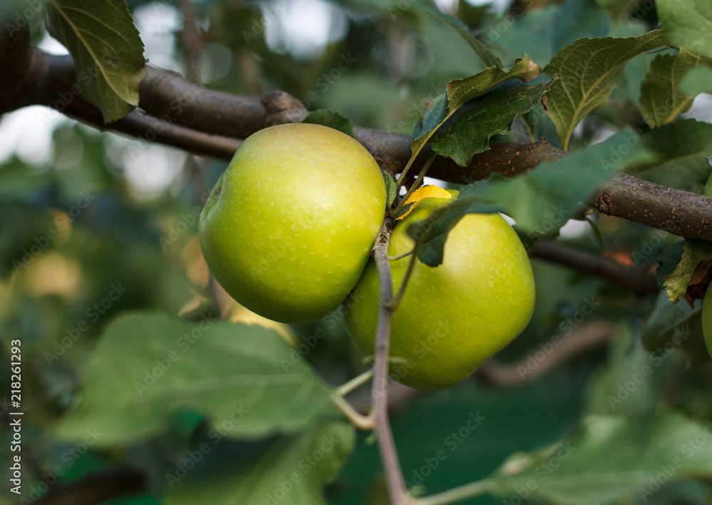 Branch with the ripe growing apples