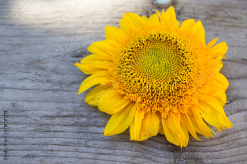 Fototapeta Naklejka Na Ścianę i Meble -  A flower of a sunflower on a wooden board. Autumn background. Copy space.