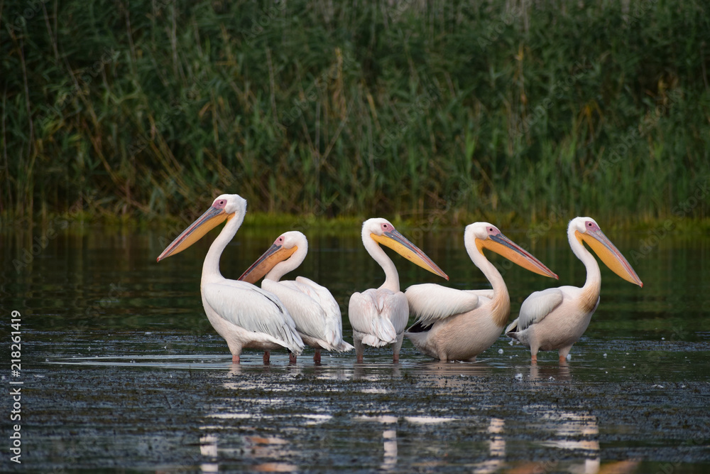 Pelicans in the Danube Delta Biosphere Reserve, Romania, Europe Pelicans in the Danube Delta Biosphere Reserve, Romania, Europe