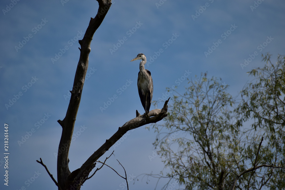 Heron resting in the Danube Delta Biosphere Reserve, Romania, Europe Heron resting in the Danube Delta Biosphere Reserve, Romania, Europe