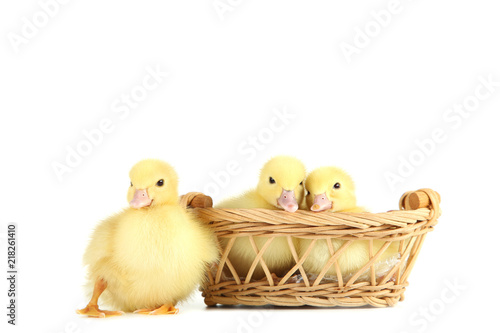 Little yellow ducklings in basket on white background