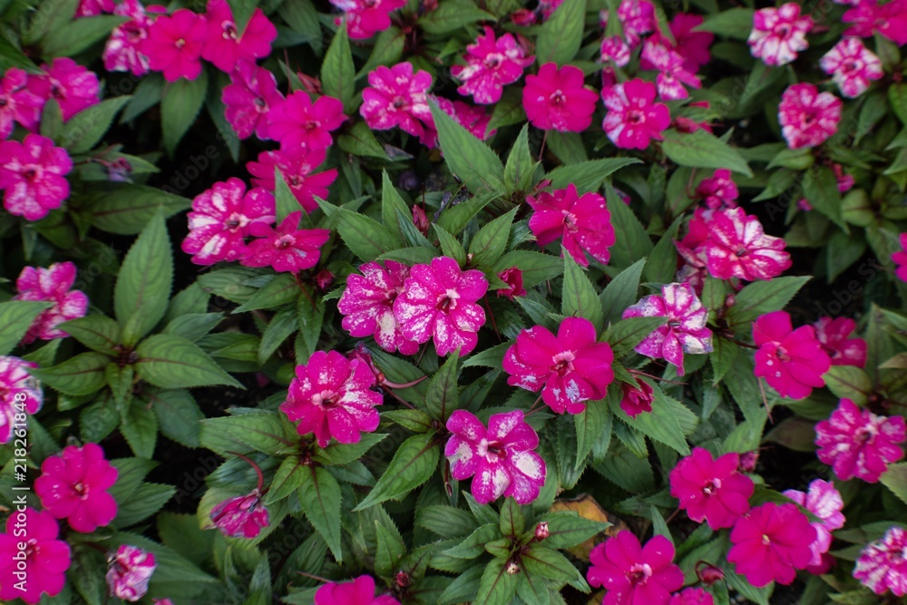 Flowers Flowers