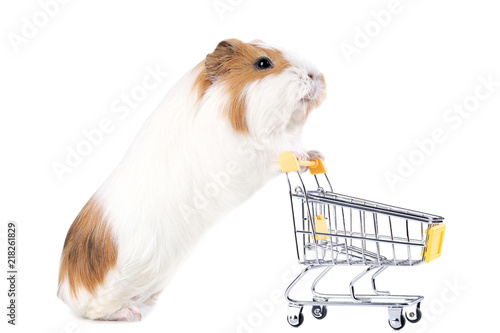 Guinea pig with shopping cart isolated on white background