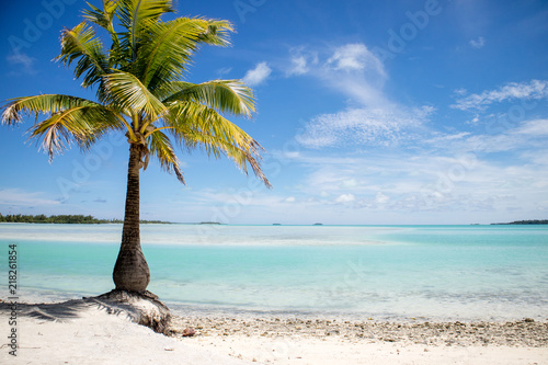 Single palm tree  lagoon and island