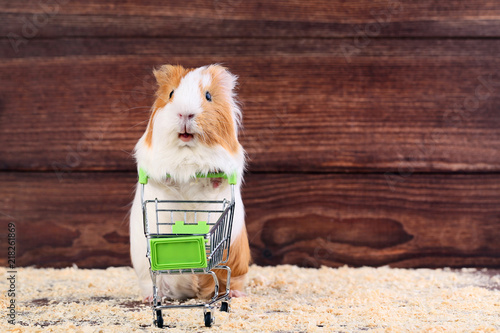 Guinea pig with shopping cart on brown background