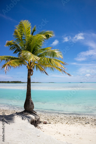 Palm tree  lagoon and island