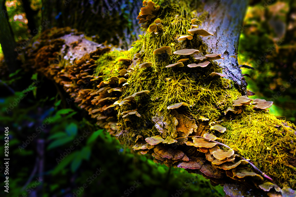 A close up of mushrooms on moss covered tree trunk A close up of mushrooms on moss covered tree trunk