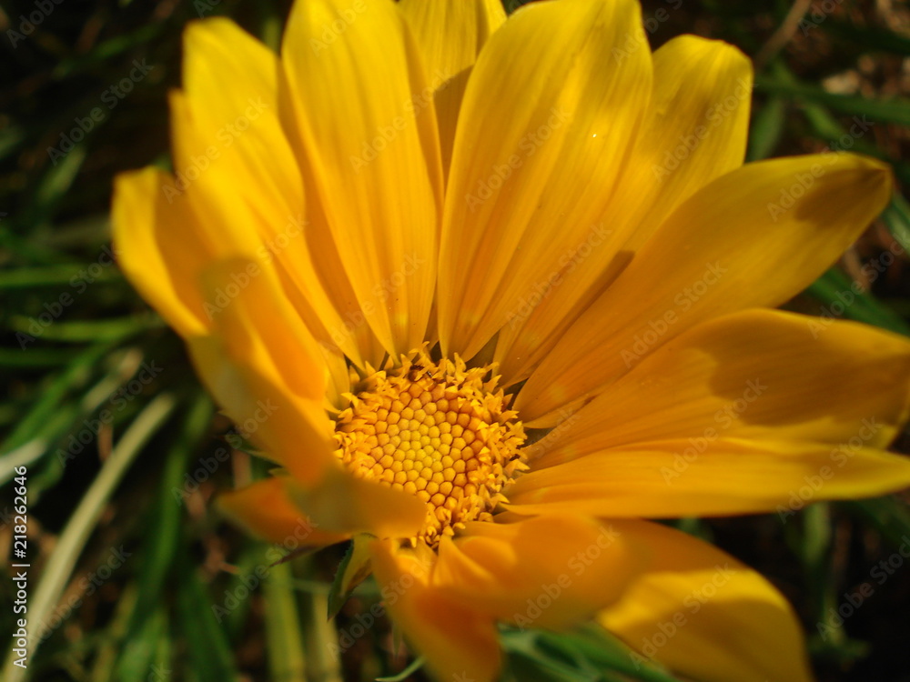gros plan avec une fleur de calendula sur fond vert foncé gros plan avec une fleur de calendula sur fond vert foncé