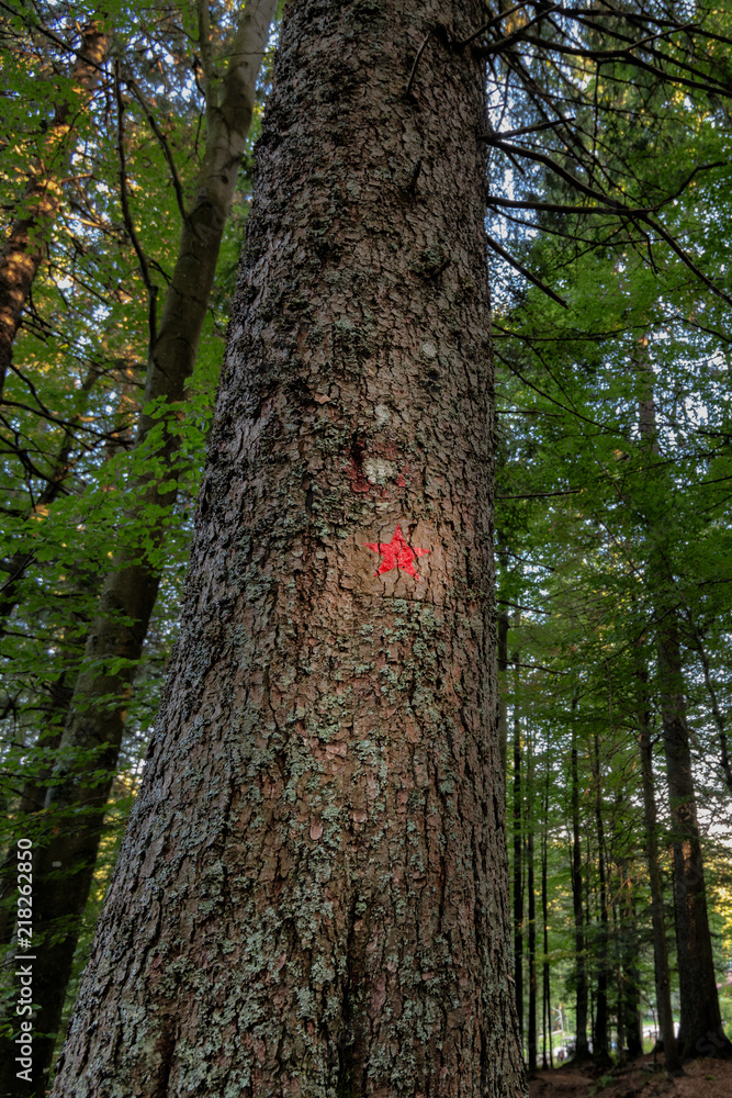 Red star painted on spruce marks the hiking trail to the memorial of Pohorje battalion near Osankarica, Slovenia Red star painted on spruce marks the hiking trail to the memorial of Pohorje battalion near Osankarica, Slovenia