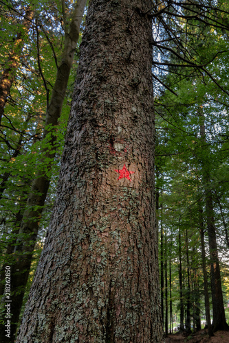 Red star painted on spruce marks the hiking trail to the memorial of Pohorje battalion near Osankarica, Slovenia