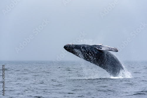 Whale jumping out of water and showing her back