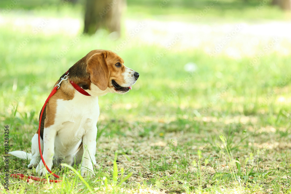 Beagle dog with leash sitting in the park
