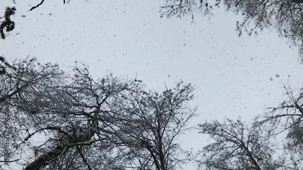 Slow motion tilt snowflakes, Malalcahuello, Chile Slow motion tilt snowflakes, Malalcahuello, Chile