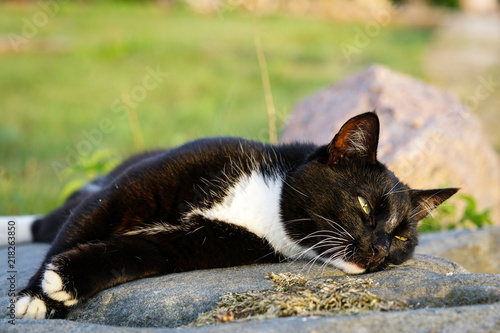 a country cat resting on a sun warmed stone