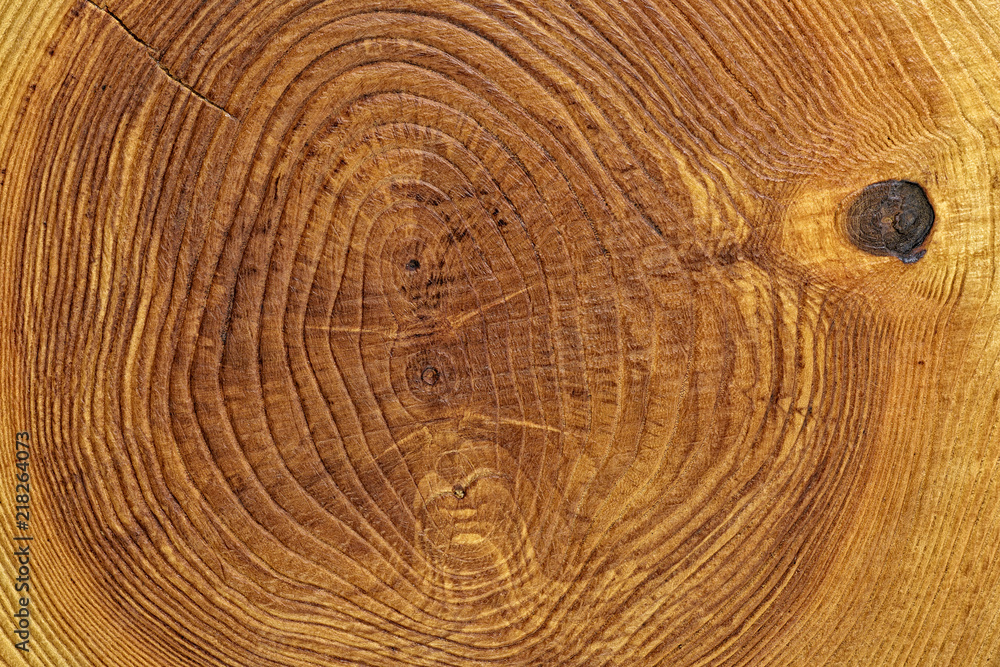 Сross section log texture. Ash-tree. Сross section log texture. Ash-tree.