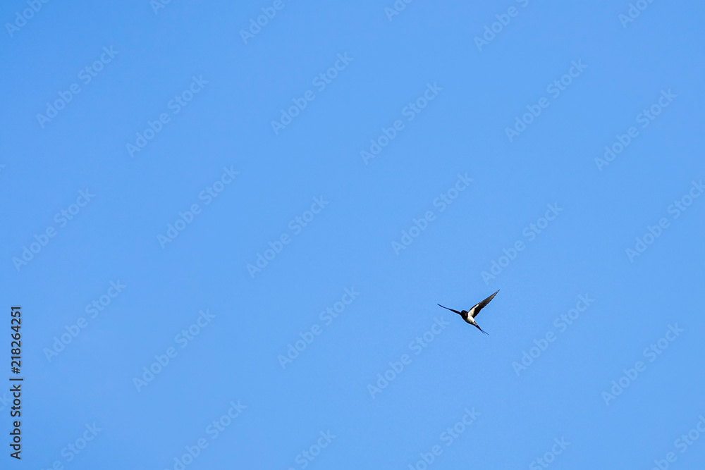 A swallow flying with blue sky in the background.