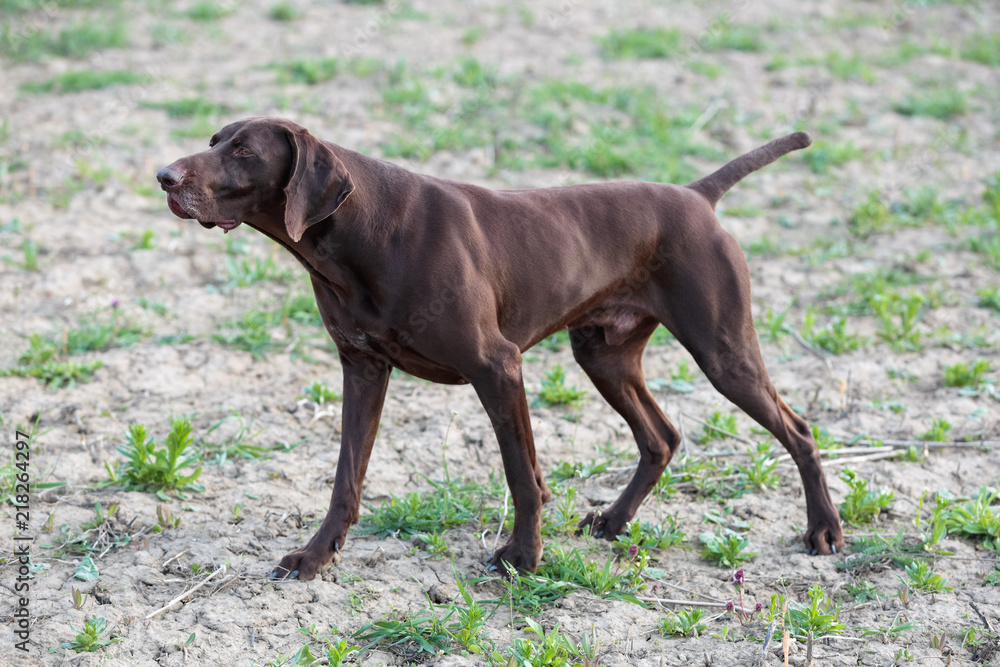 A muscular chocolate brown hound, German Shorthaired Pointer, a thoroughbred, stands among the fields in the grass in the point, sniffed the smell of a wild game.